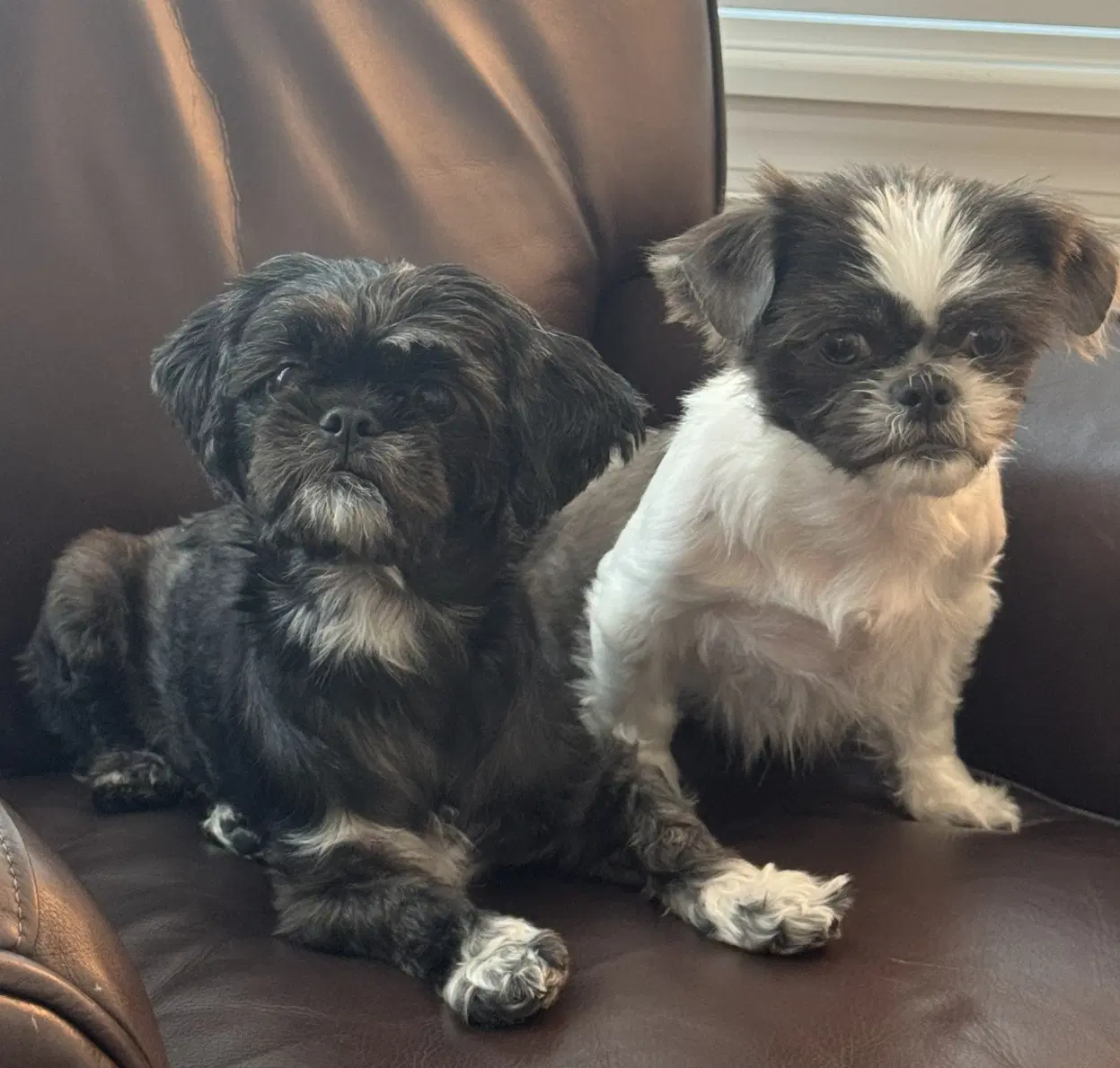 Bonded Pair - Violet  Fiona - Shih Tzu