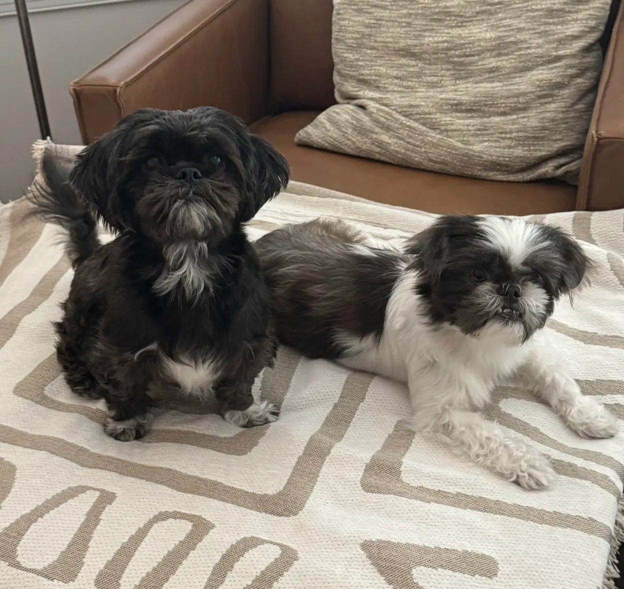 Bonded Pair - Violet  Fiona image 2