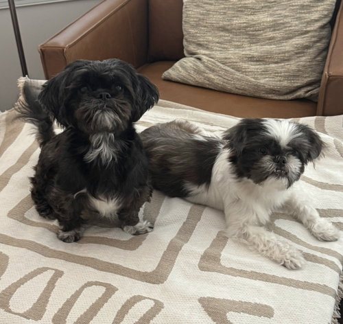 Photo 2 of Bonded Pair - Violet & Fiona