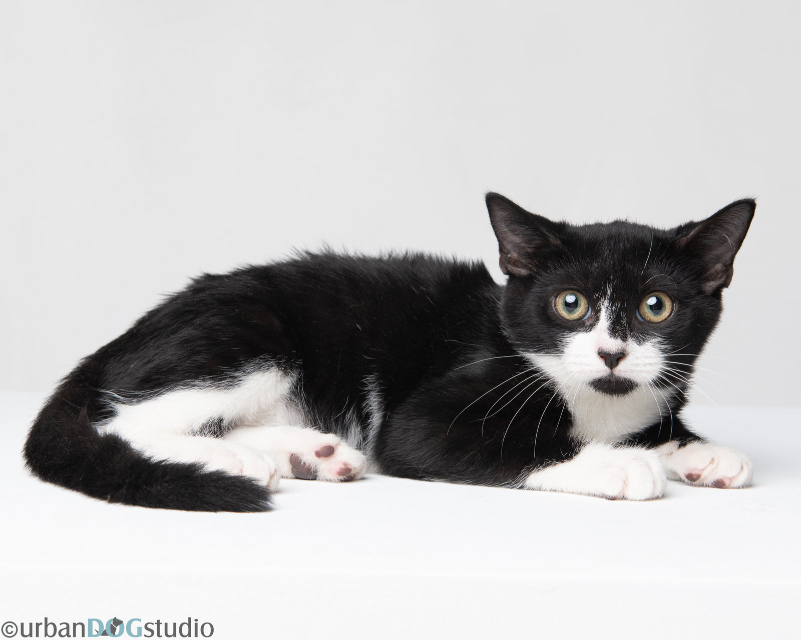 Ernest - M, Domestic Short Hair