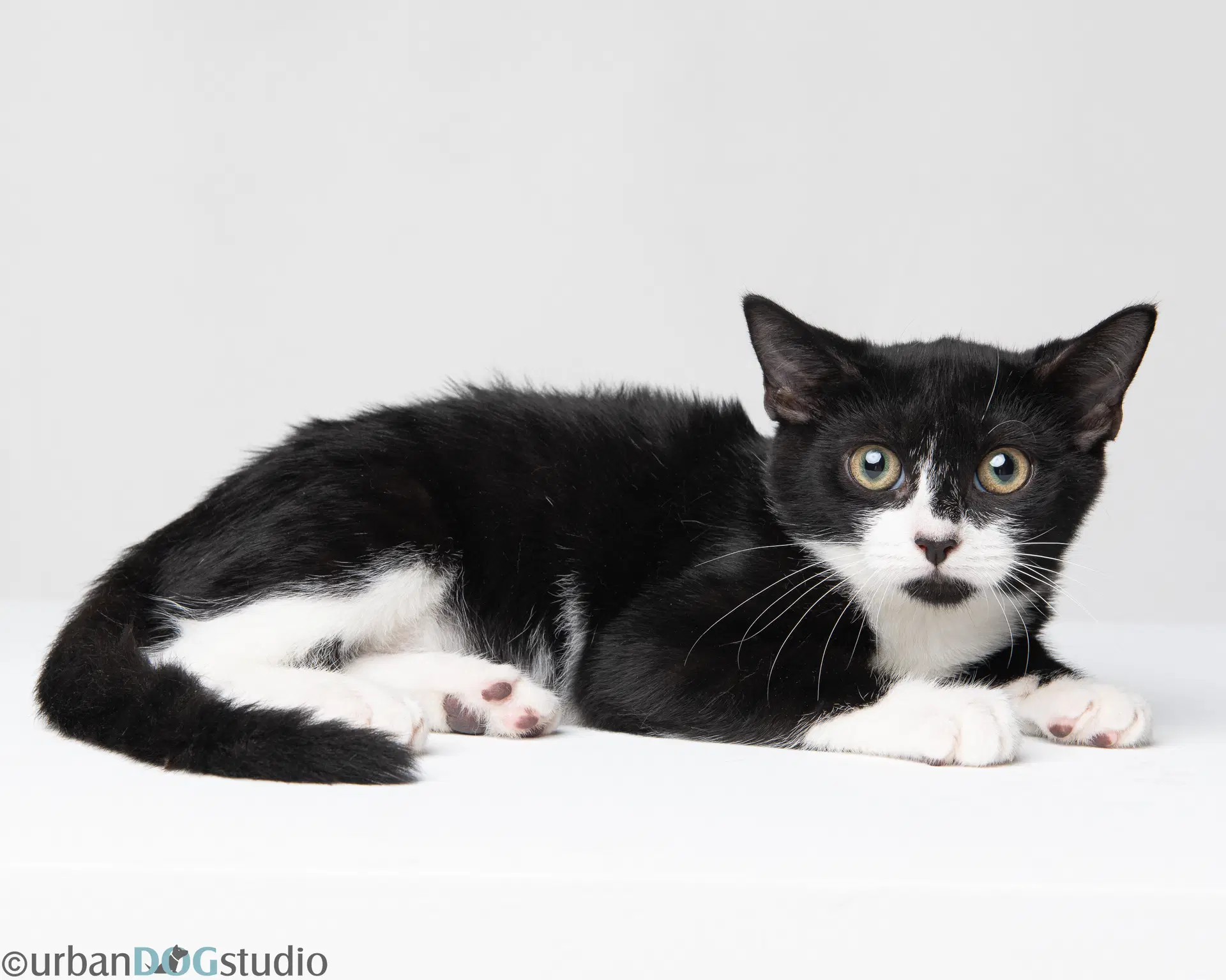 Ernest - M - Domestic Short Hair