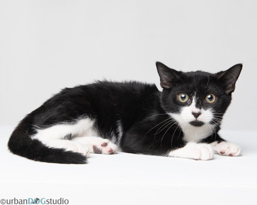 Ernest - M, a cat for adoption from Heidi's Legacy Dog Rescue