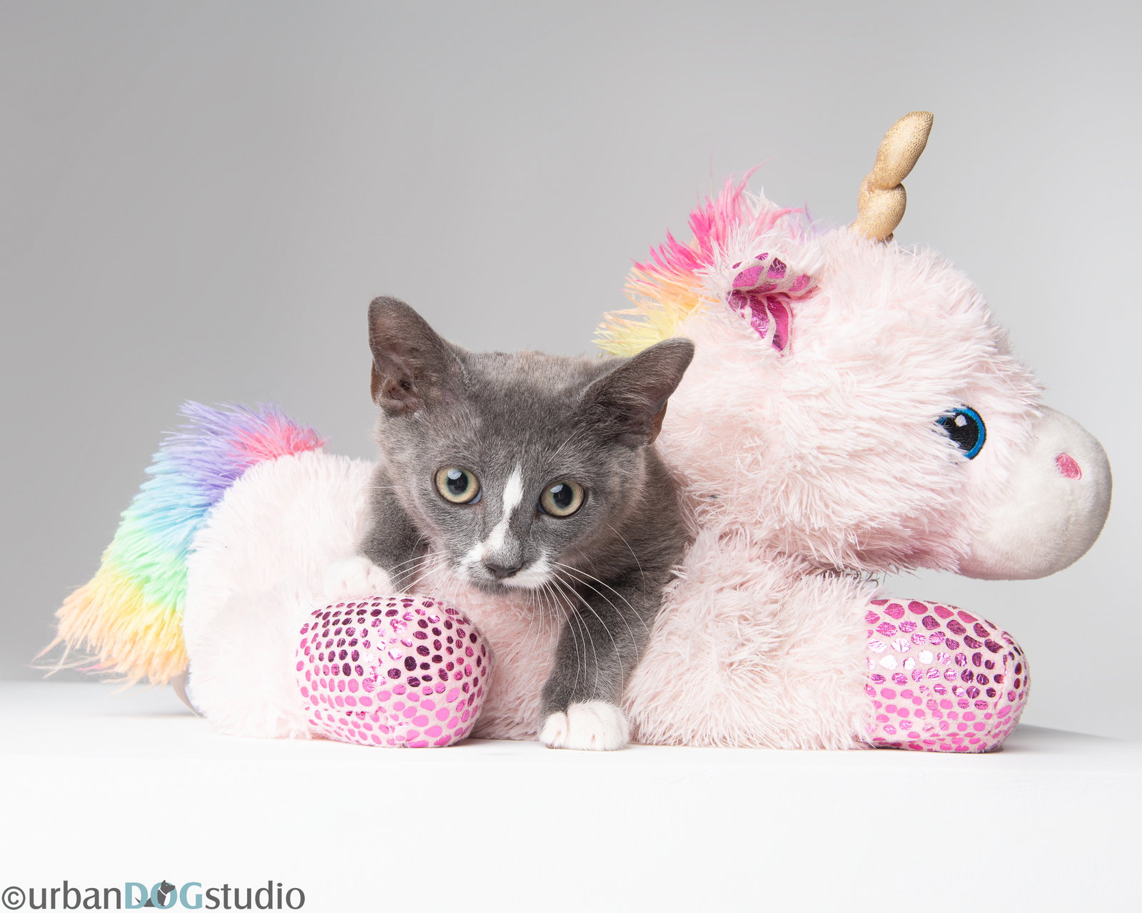 August - M, Domestic Short Hair