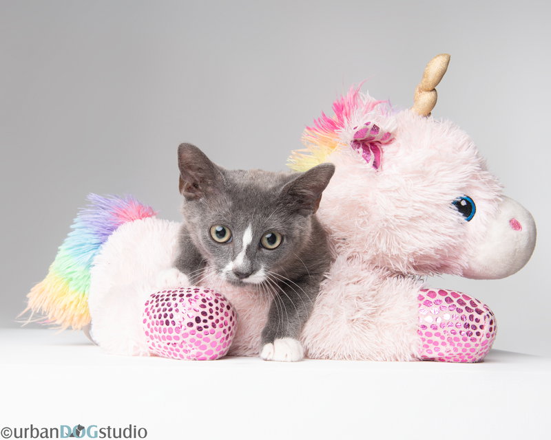 August, a young male cat up for adoption