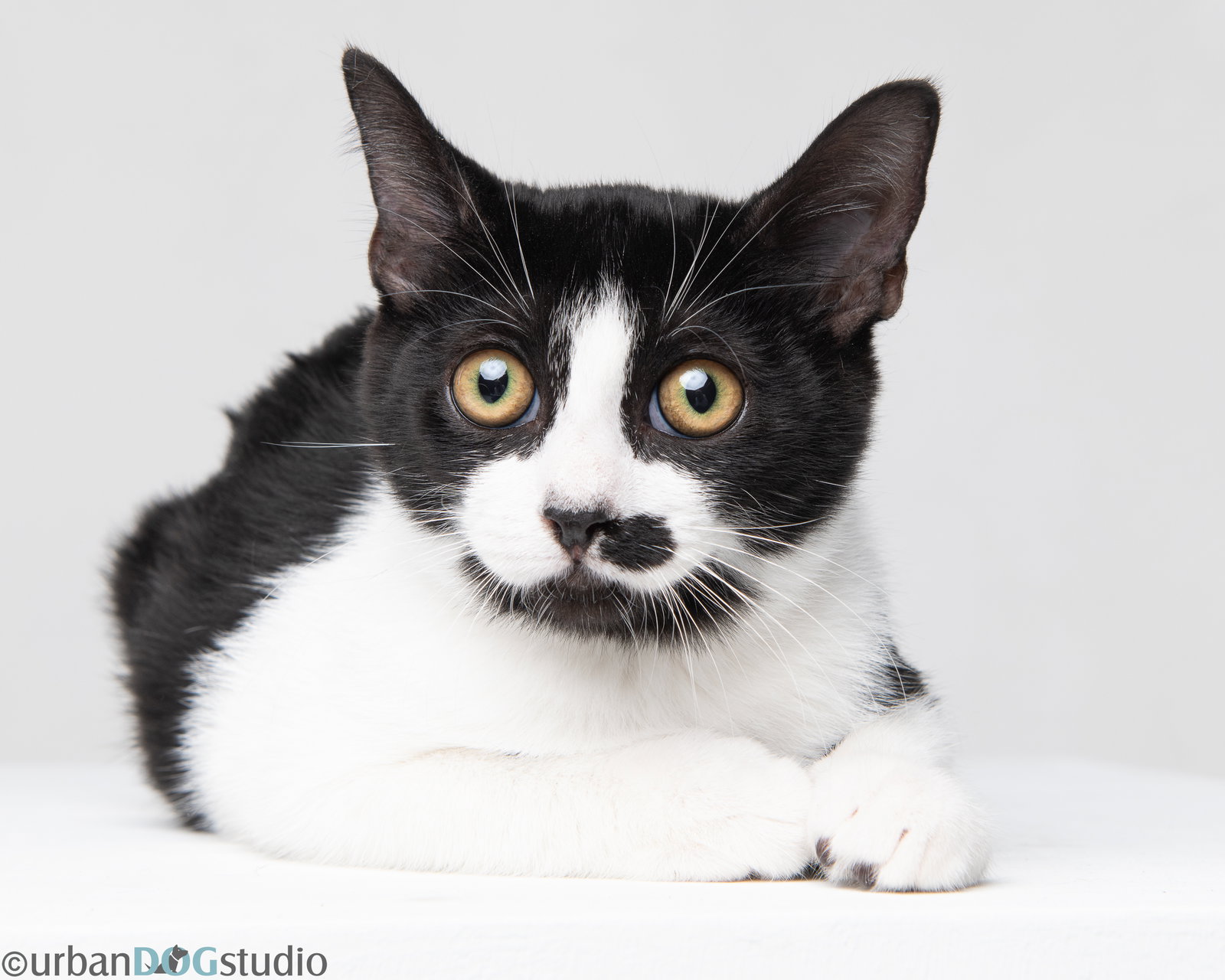 Charles - M, Domestic Short Hair