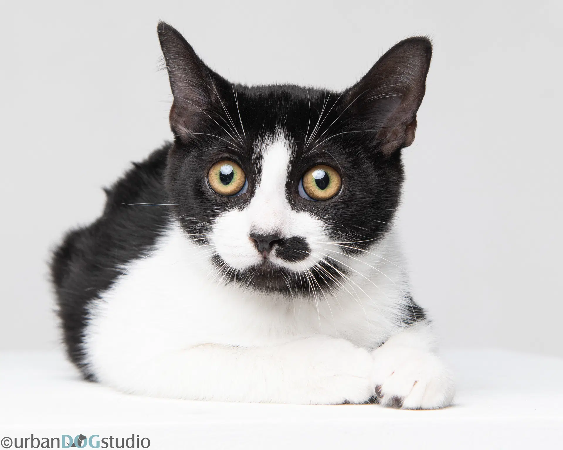 Charles - M - Domestic Short Hair