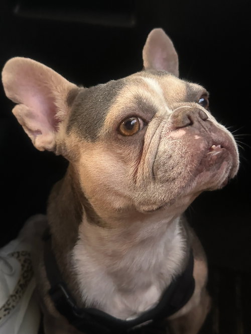 Photo 4 of Frankie - M