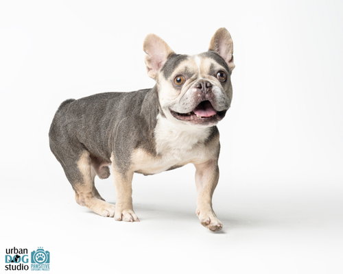 Frankie - M, a dog for adoption from Heidi's Legacy Dog Rescue