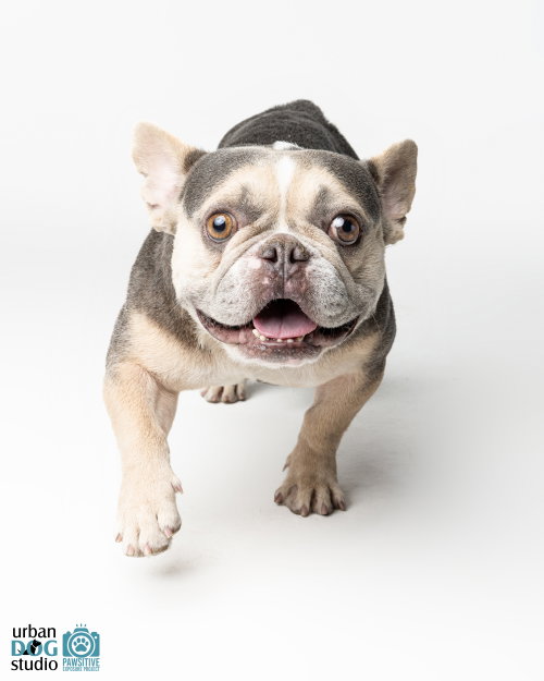 Photo 2 of Frankie - M