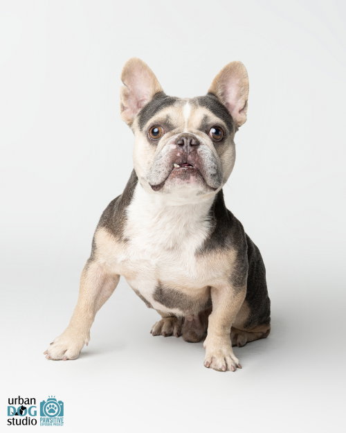 Photo 3 of Frankie - M