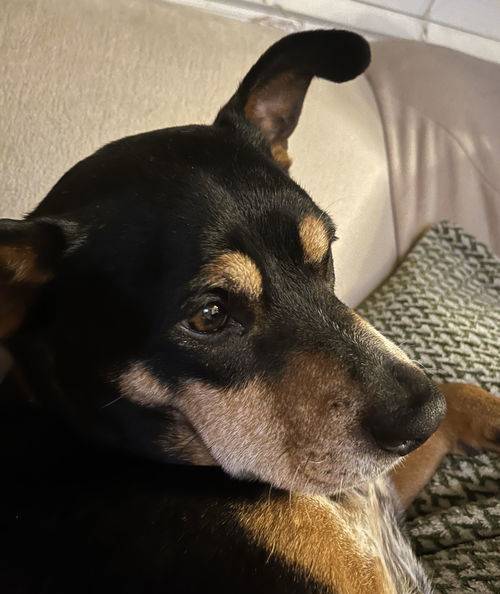 picture of the dog needing adoption