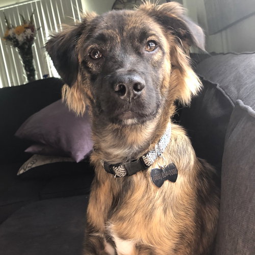 picture of the dog needing adoption