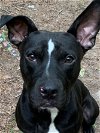adoptable Dog in  named Happy--  LOWER FEE