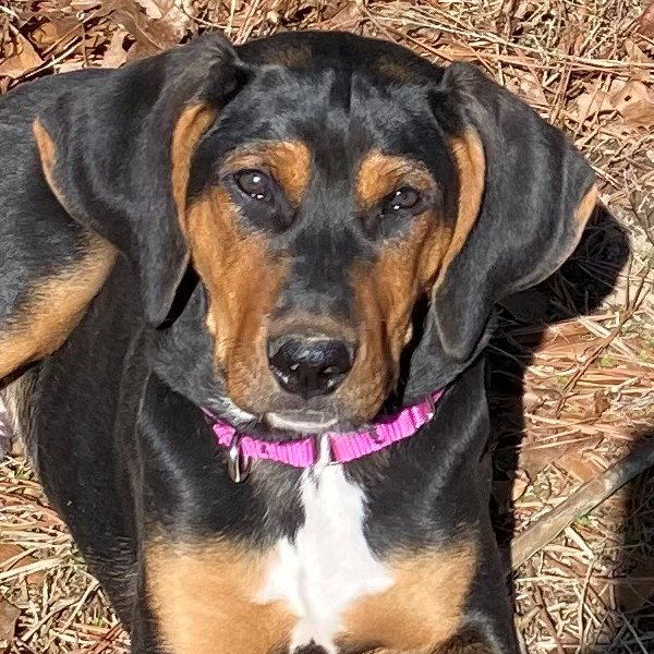 Dog for Adoption Copper, a Hound in Jackson, NJ Alpha Paw