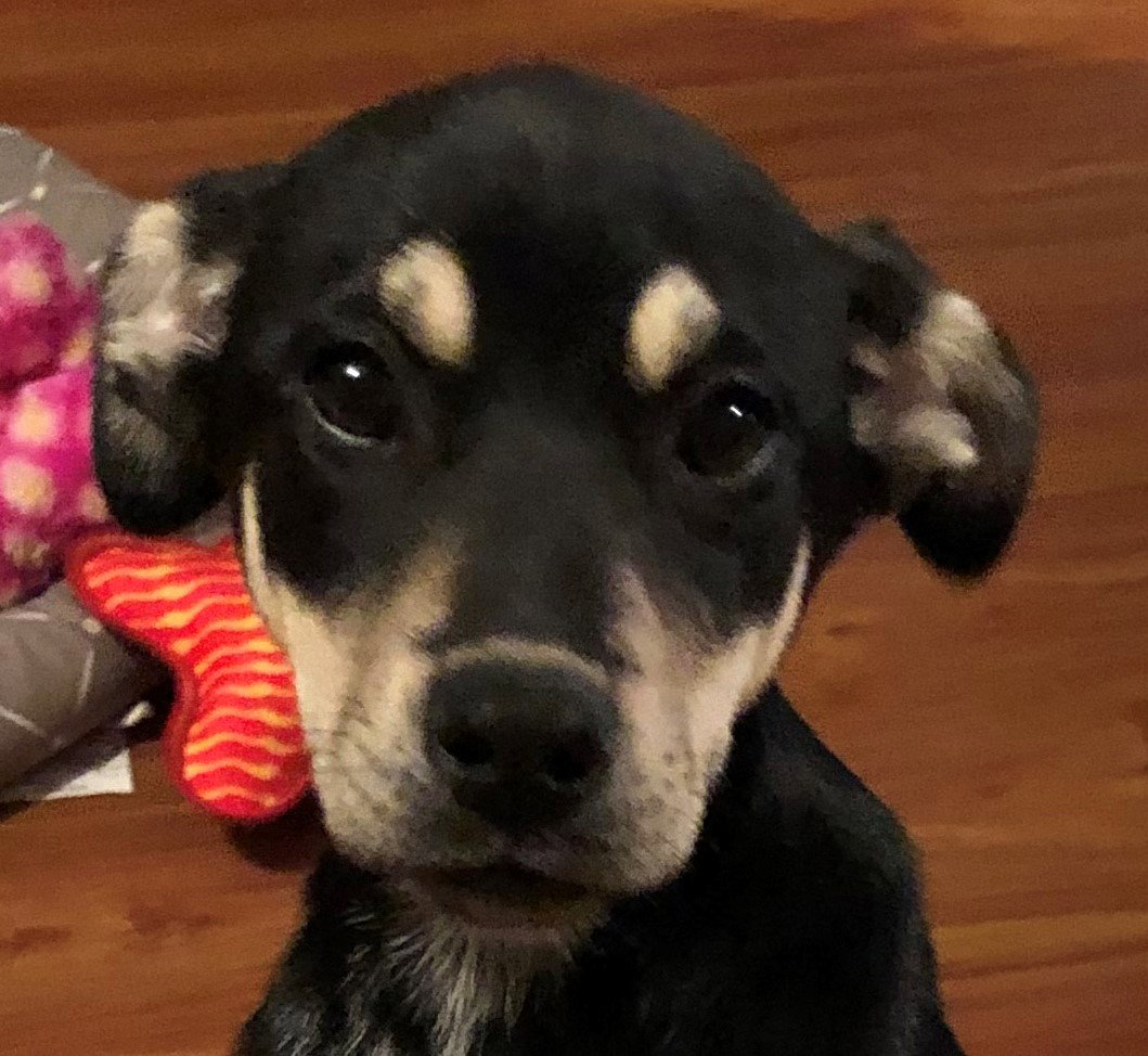Dog for Adoption Jersey, a Hound in Berkeley Heights, NJ Alpha Paw