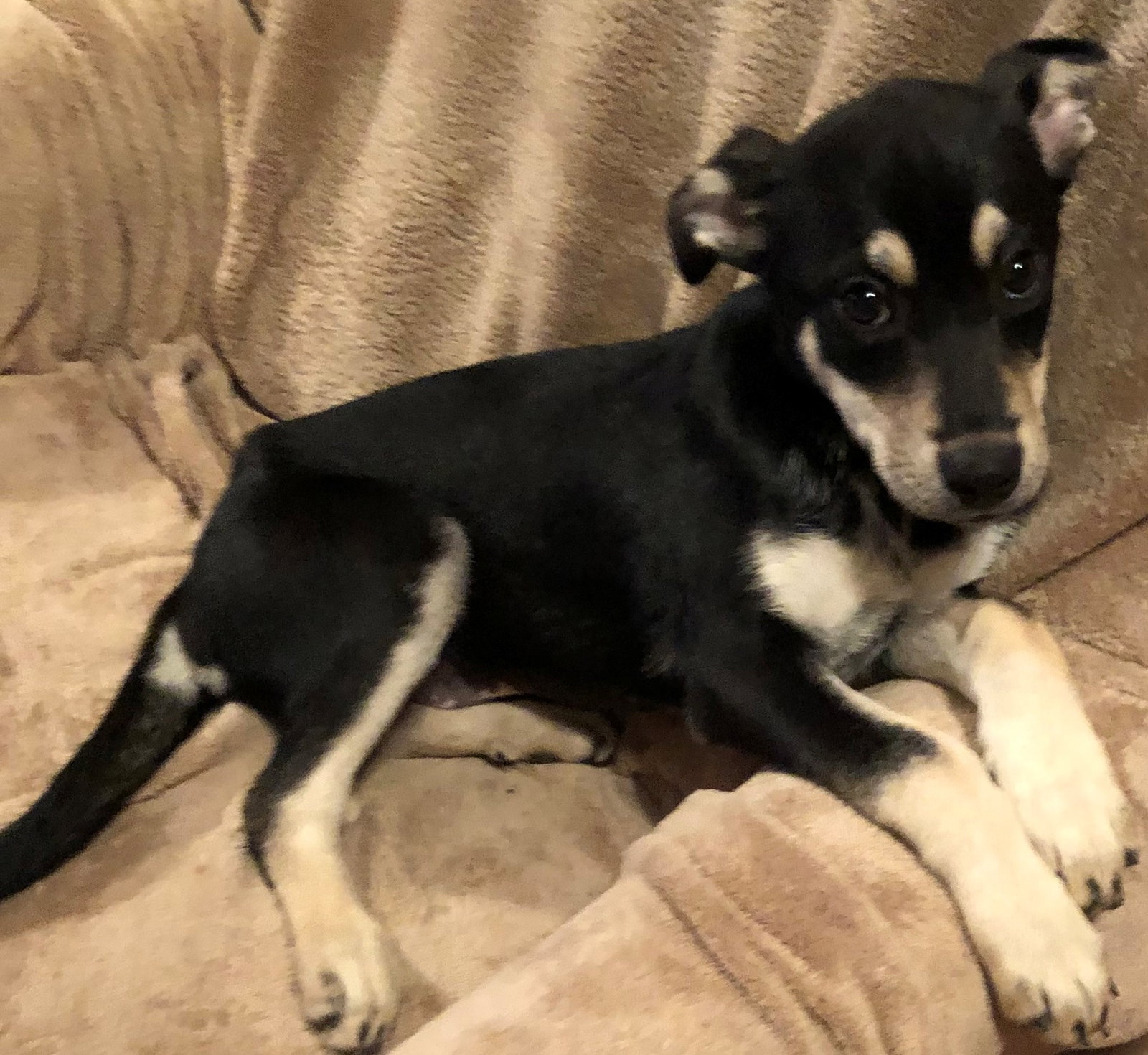 Dog for Adoption Jersey, a Hound in Berkeley Heights, NJ Alpha Paw