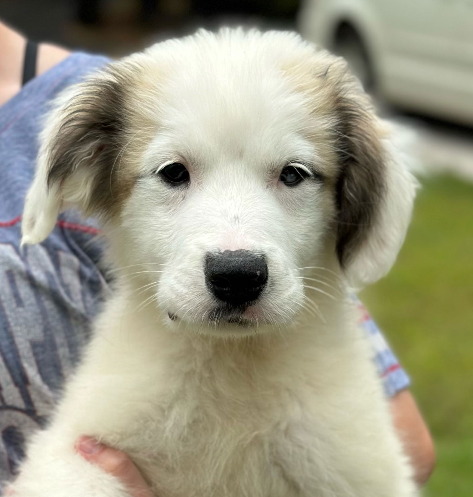 Dog for Adoption - Hewie, a Husky in Crestwood Village, NJ | Alpha Paw