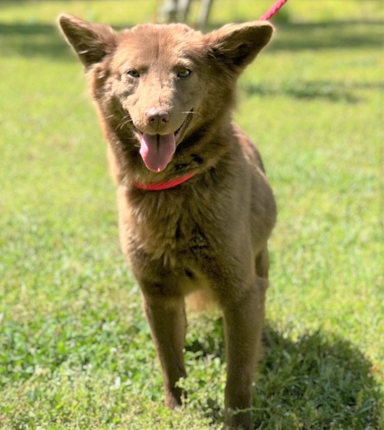 Dog for Adoption Hershey, a Schipperke in Warren Township, NJ Alpha Paw
