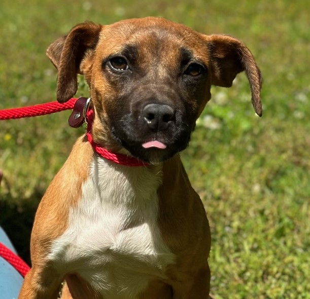 Dog for Adoption - Moki, a Hound in Graniteville, NY | Alpha Paw