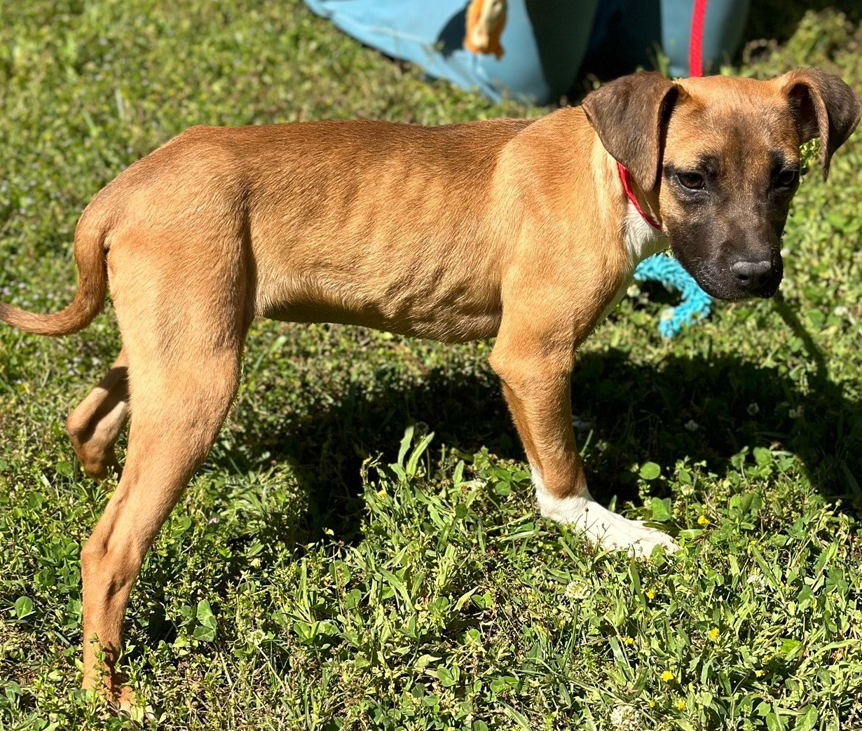 Dog for Adoption Moki, a Hound in Graniteville, NY Alpha Paw