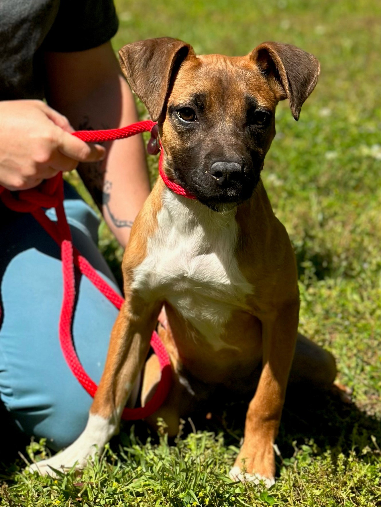 Dog for Adoption Moki, a Hound in Graniteville, NY Alpha Paw