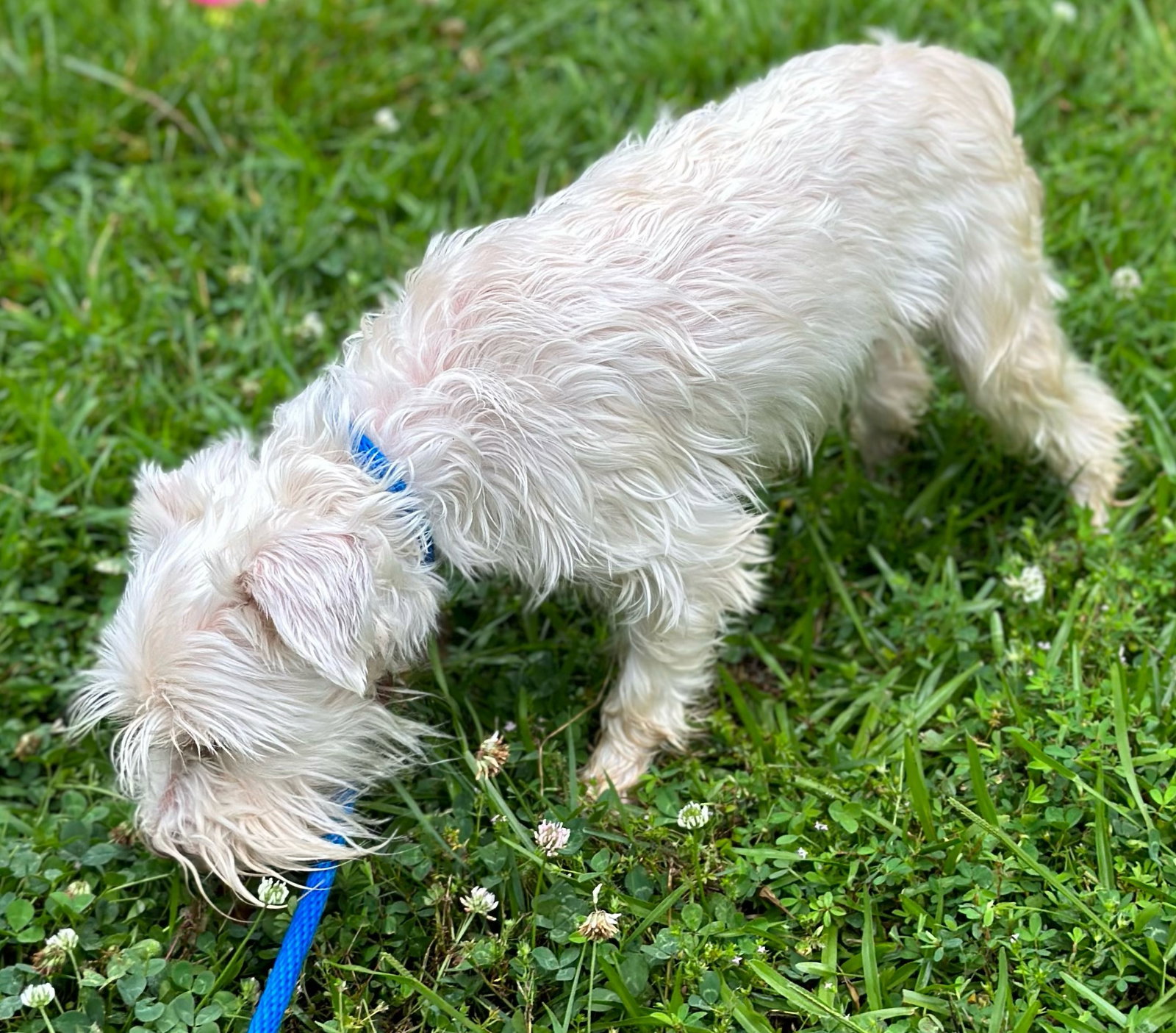 Dog for Adoption - Molly, a Scottish Terrier Scottie in Point Pleasant ...