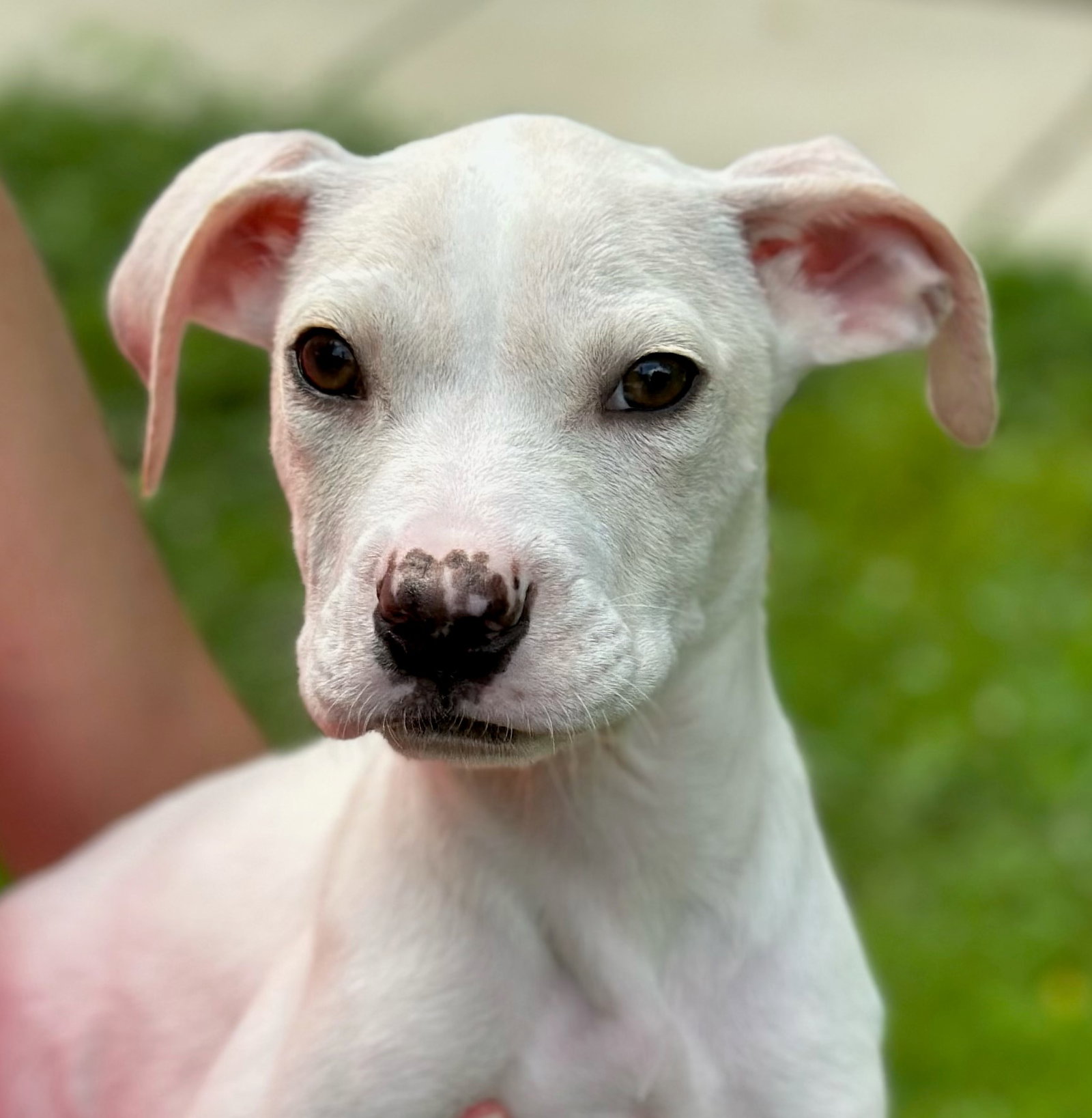Dog for Adoption Lake, a Great Dane in Toms River, NJ Alpha Paw