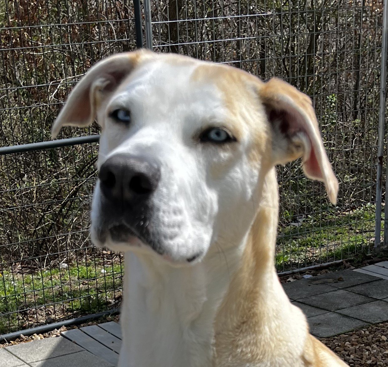 adoptable Dog in Cleveland, AL named Blondie  LOWER FEE!