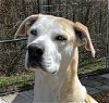 adoptable Dog in cleveland, AL named Blondie  LOWER FEE!