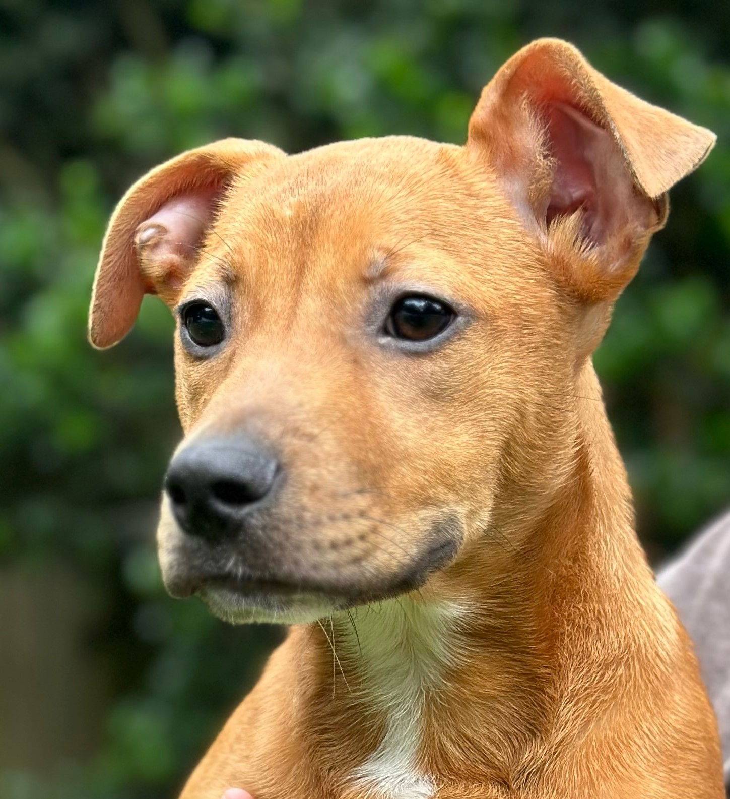 Dog adoption in Cleveland, AL 35049: Black Mouth Cur / Terrier / Mixed ...