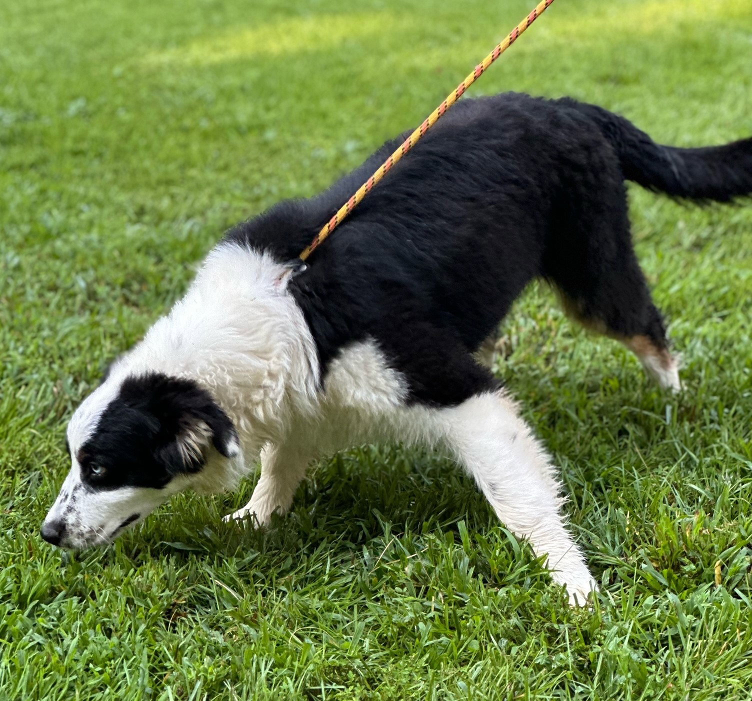 Dog for Adoption King, a Border Collie in Flemington, NJ Alpha Paw