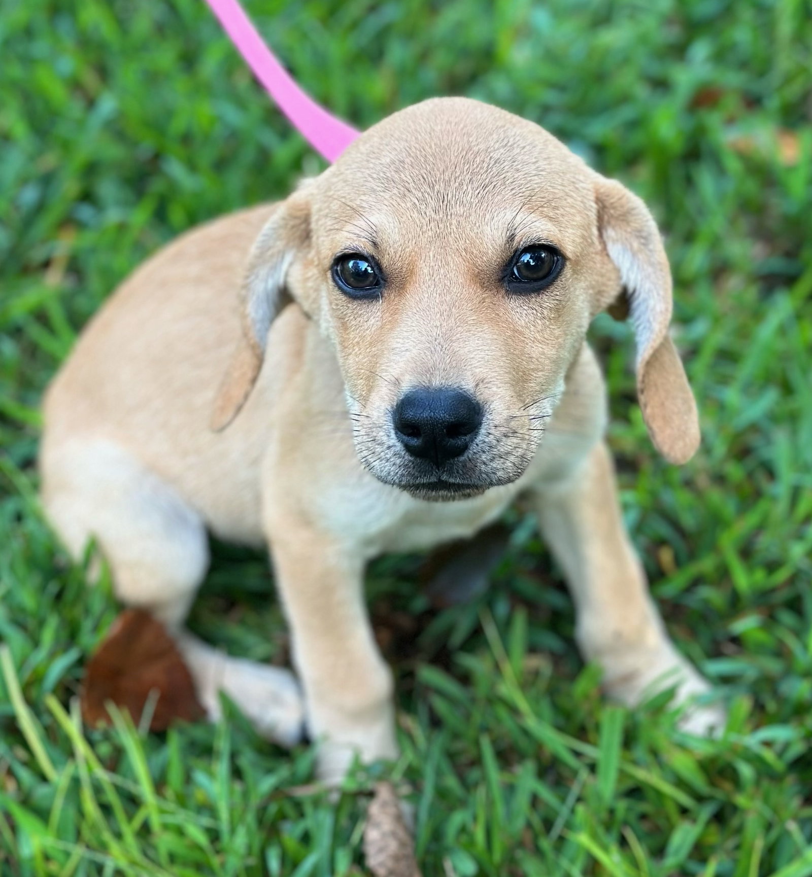 Dog adoption in Cleveland, AL 35049: Beagle / Pointer / Mixed (short ...