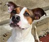 adoptable Dog in , AL named Mario  LOWER FEE!!  Video!!