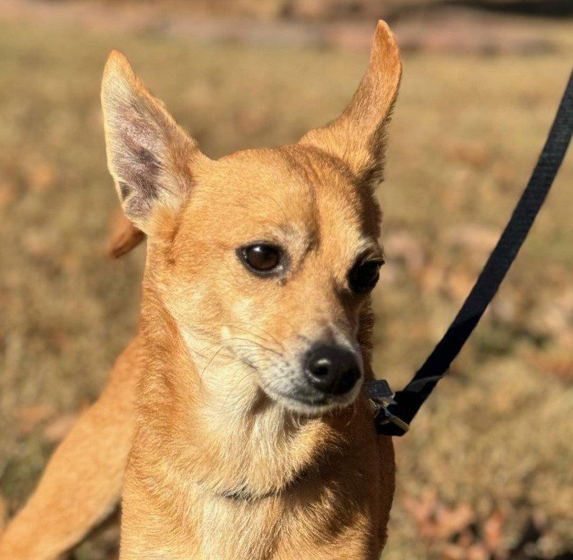 Dog for Adoption Elroy, a Chihuahua in Warren County, NJ Alpha Paw