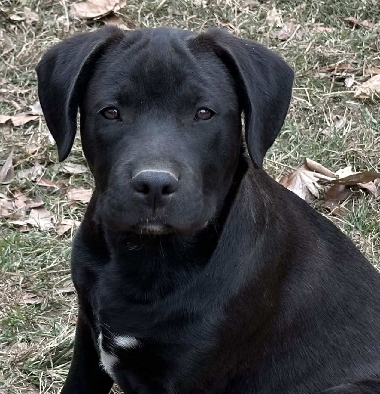 Dog for Adoption - Brad, a Labrador Retriever in Bellefonte, DE | Alpha Paw