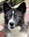 adoptable Dog in , AL named Saffron  Lower Fee!  Video!!
