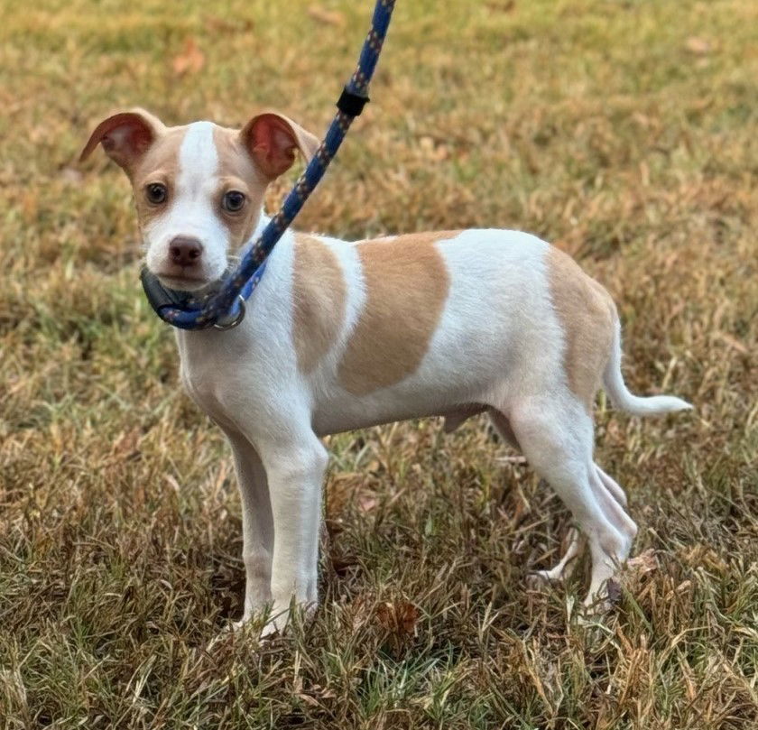 Dog for Adoption - Ichabod, a Chihuahua in Cinnaminson, NJ | Alpha Paw