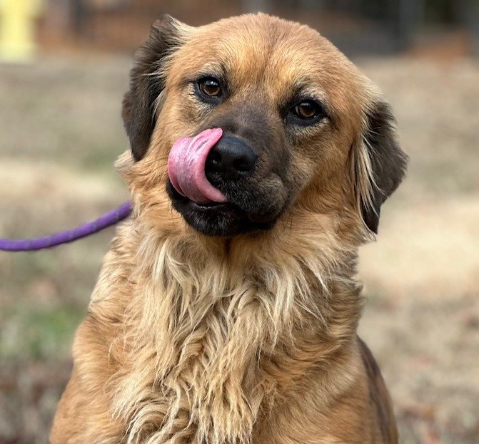 adoptable Dog in Cleveland, AL named Sally