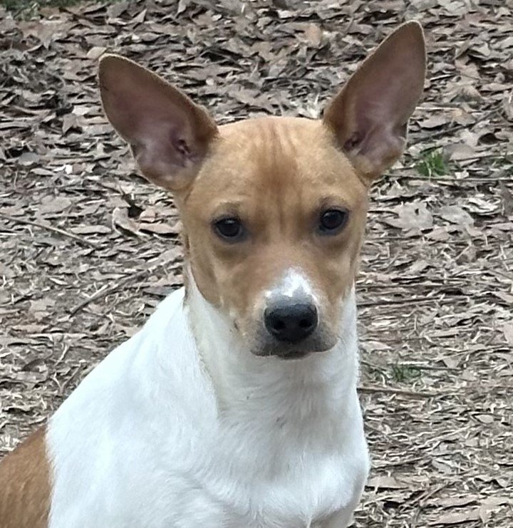 adoptable Dog in Cleveland, AL named Sweet Pea