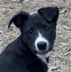 adoptable Dog in cleveland, AL named Allegra