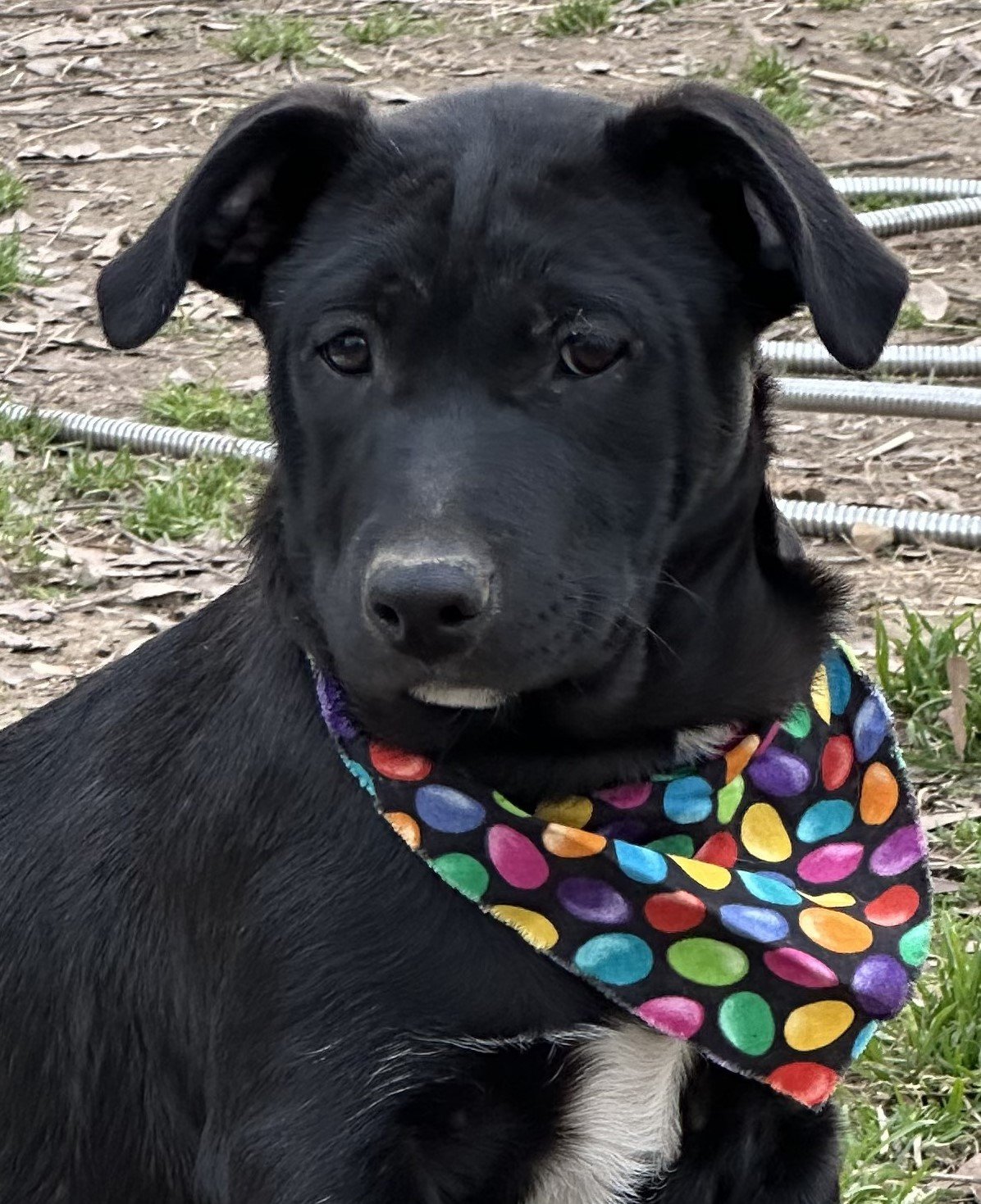 adoptable Dog in Cleveland, AL named Saylor