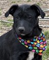 adoptable Dog in  named Saylor