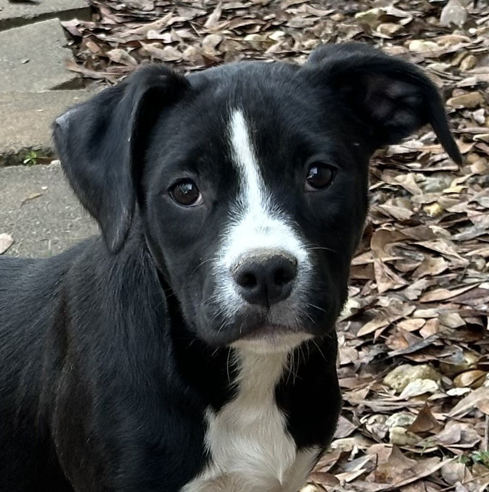 adoptable Dog in Cleveland, AL named Dahlia