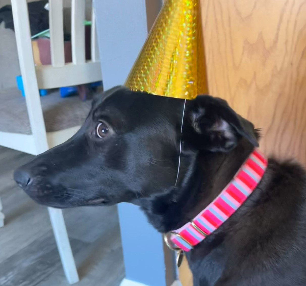 Dog for Adoption Stevie Nicks LOWER FEE! IN NJ!, a German Shepherd