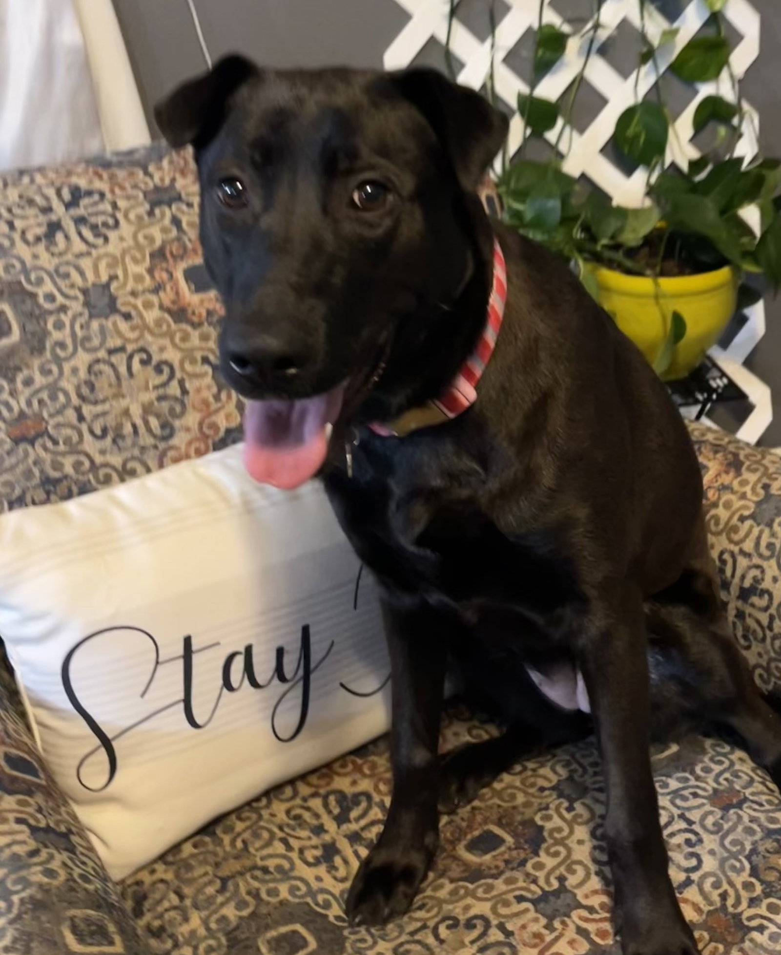Dog for Adoption Stevie Nicks LOWER FEE! IN NJ!, a German Shepherd