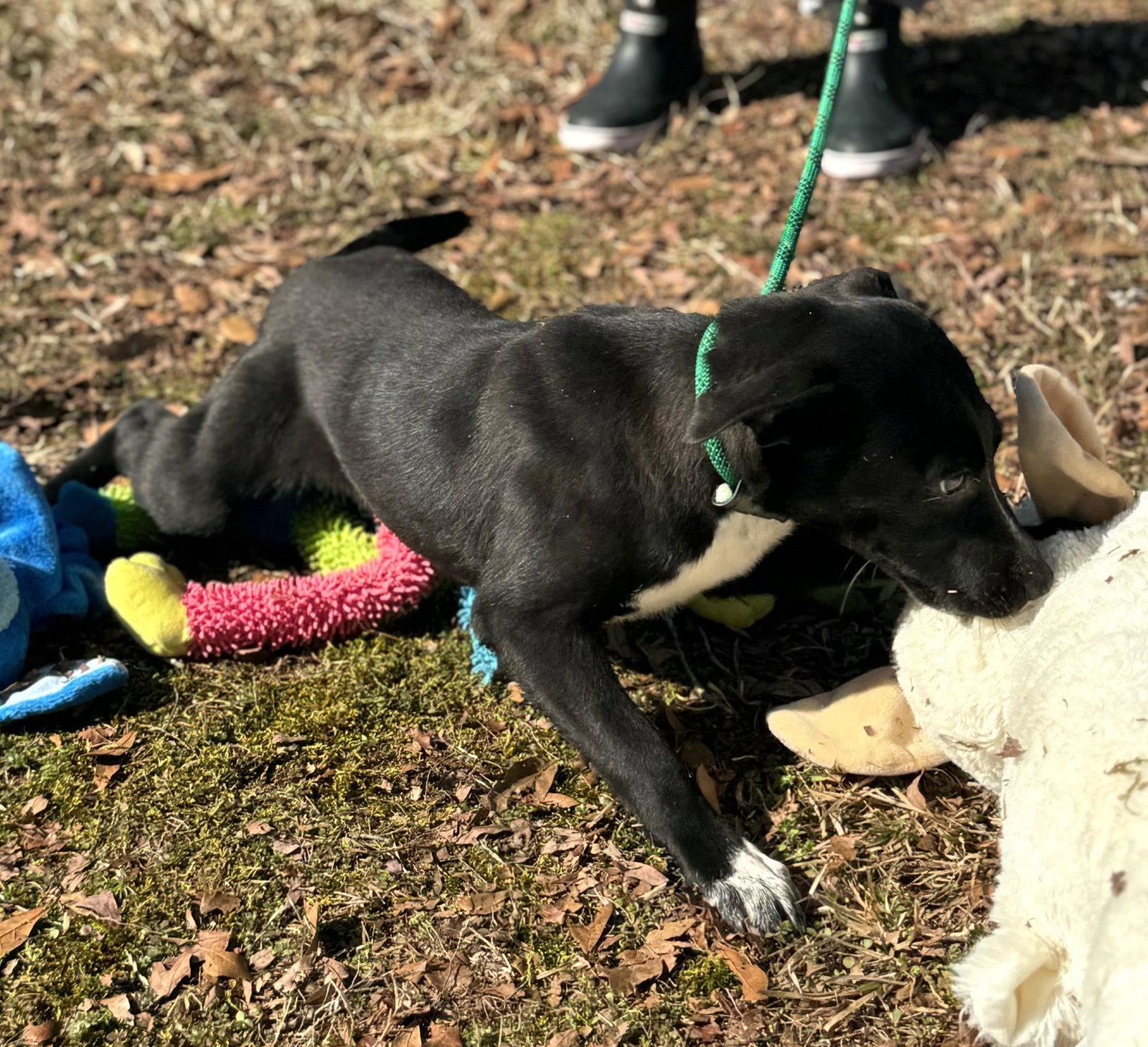 Dog for Adoption Fiona, a Labrador Retriever in Hunterdon County, NJ