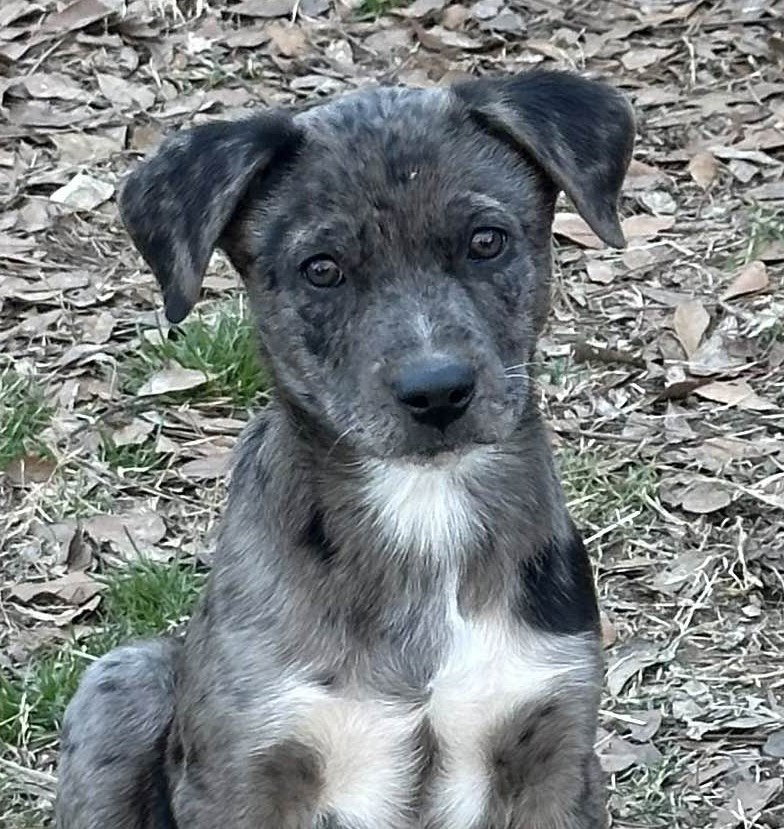 Dog for Adoption Kendrick, a Catahoula Leopard Dog in Lindenwold, NJ