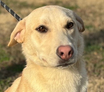 adoptable Dog in Cleveland, AL named Ralee