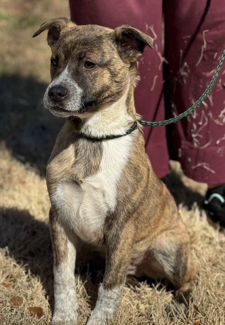 Dog for Adoption - Sam, a Australian Cattle Dog/Blue Heeler in Freehold ...