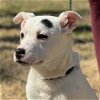 adoptable Dog in  named Cam